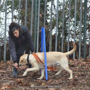 Sailor Dog - Educazione Cinofila