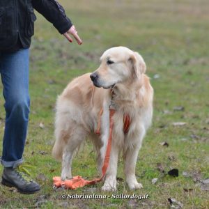 Gestione, motivazione, gioco e stress nel cane