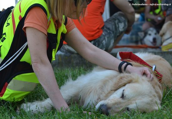 Gestione, motivazione, gioco e stress nel cane