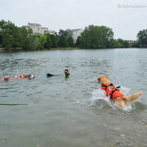 Sailor Dog - Associazione Cinofila di Salvataggio Nautico