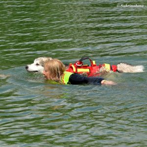 Sailor Dog - Associazione Cinofila di Salvataggio Nautico a Milano - Nuoto affiancato